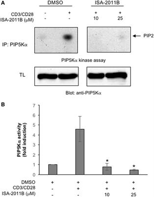 ISA-2011B, a Phosphatidylinositol 4-Phosphate 5-Kinase α Inhibitor, Impairs CD28-Dependent Costimulatory and Pro-inflammatory Signals in Human T Lymphocytes